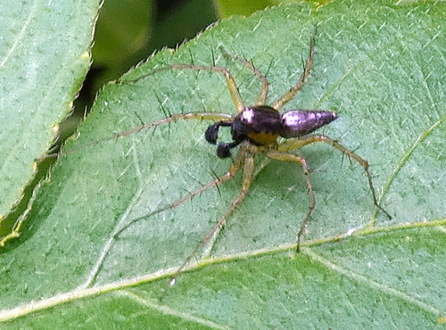 Striped Lynx Spider