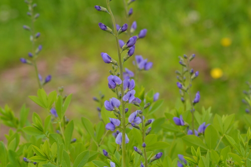 tall blue wild indigo