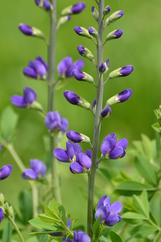 tall blue wild indigo