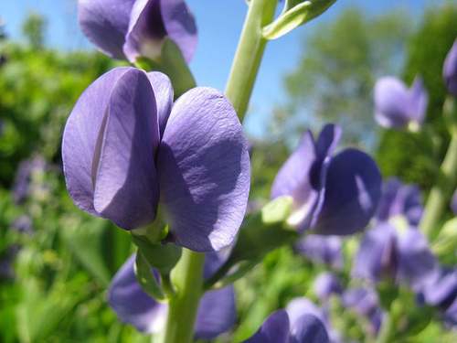 tall blue wild indigo