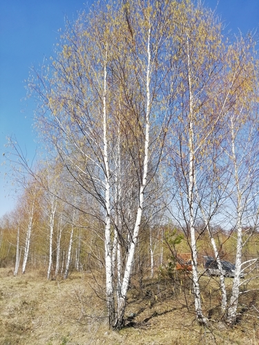 silver birch