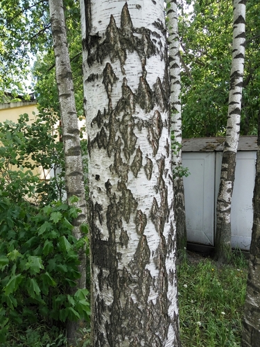 silver birch