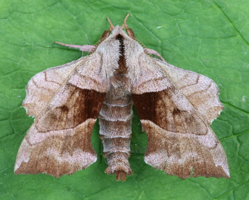 Walnut Sphinx