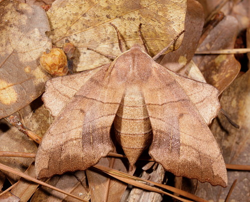 Walnut Sphinx