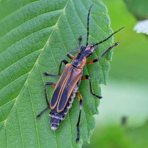 Margined Leatherwing Beetle