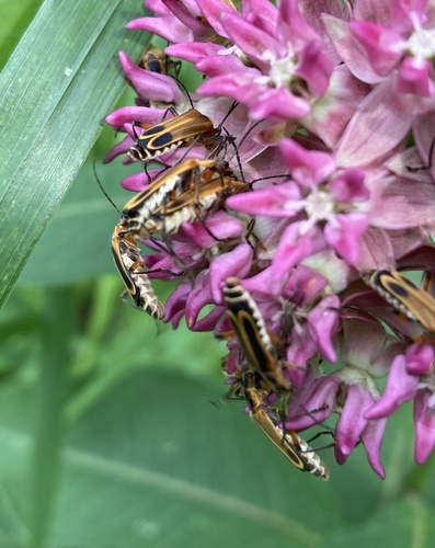 Margined Leatherwing Beetle