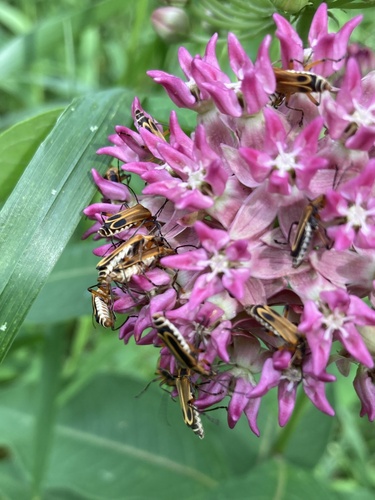 Margined Leatherwing Beetle