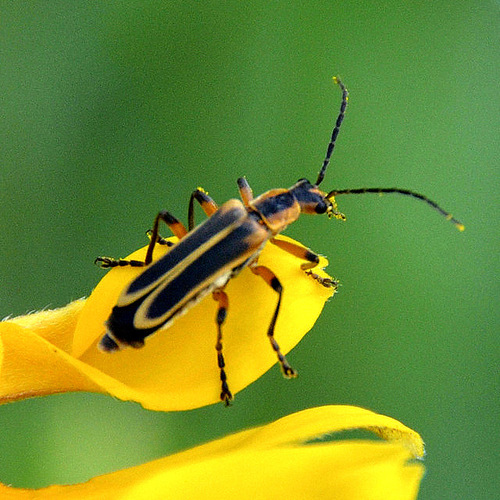 Margined Leatherwing Beetle