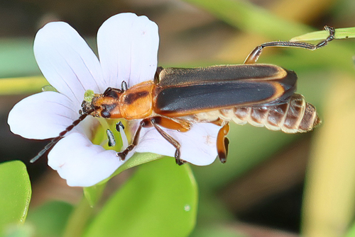 Margined Leatherwing Beetle