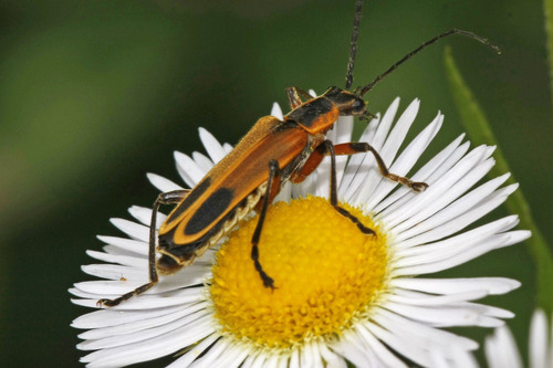 Margined Leatherwing Beetle