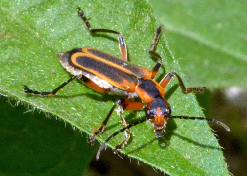 Margined Leatherwing Beetle