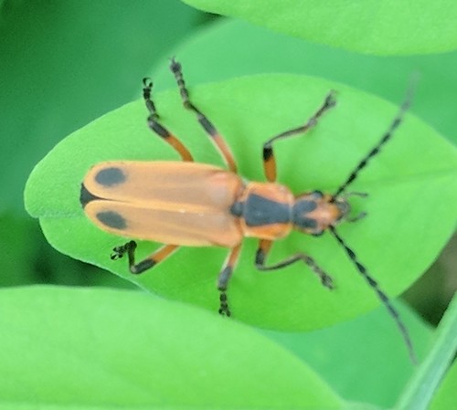 Margined Leatherwing Beetle