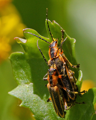 Margined Leatherwing Beetle