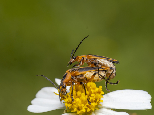 Margined Leatherwing Beetle