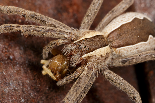 American Nursery Web Spider