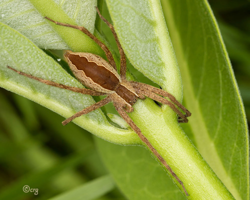 American Nursery Web Spider