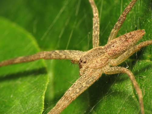 American Nursery Web Spider