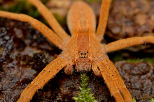 American Nursery Web Spider