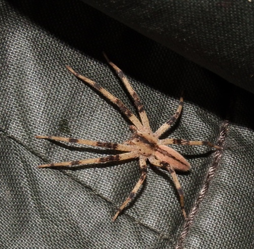 American Nursery Web Spider