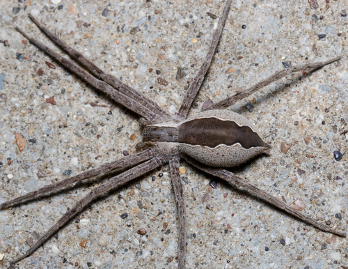 American Nursery Web Spider