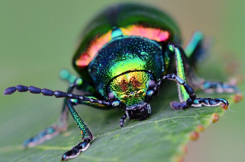 Dogbane Leaf Beetle