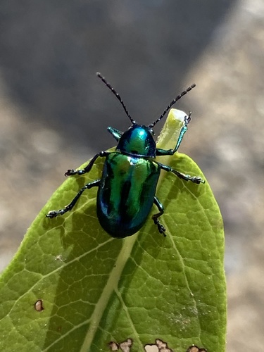 Dogbane Leaf Beetle