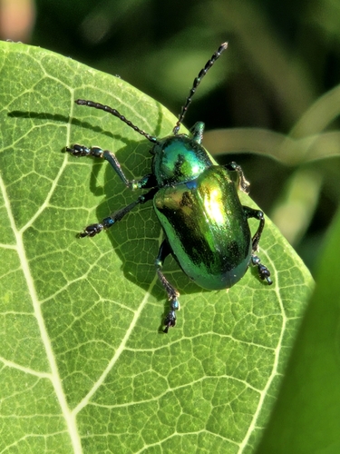 Dogbane Leaf Beetle