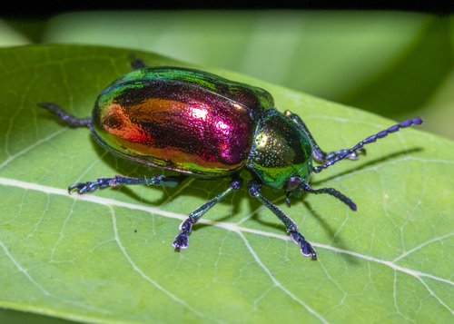 Dogbane Leaf Beetle