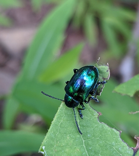 Dogbane Leaf Beetle
