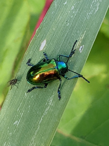 Dogbane Leaf Beetle