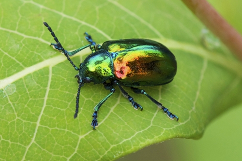 Dogbane Leaf Beetle