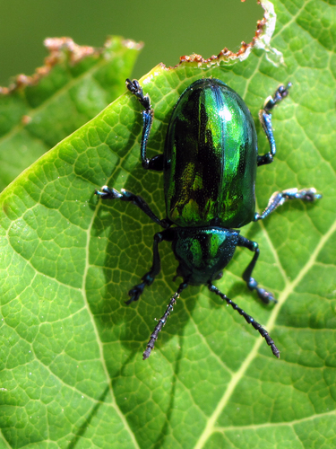 Dogbane Leaf Beetle