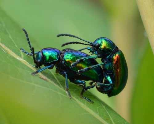 Dogbane Leaf Beetle