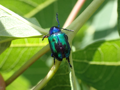 Dogbane Leaf Beetle