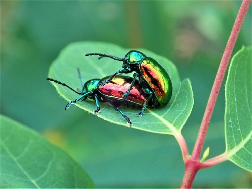 Dogbane Leaf Beetle