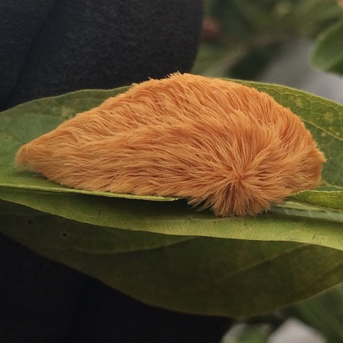 Southern Flannel Moth