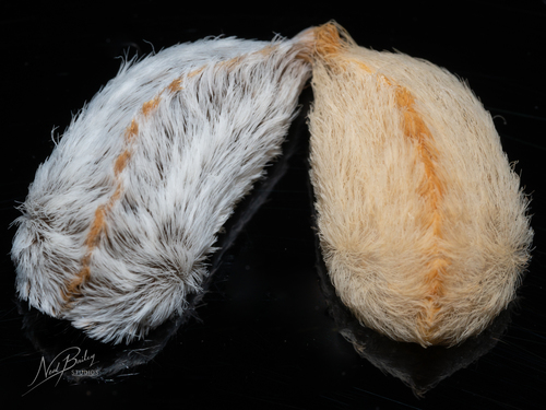 Southern Flannel Moth