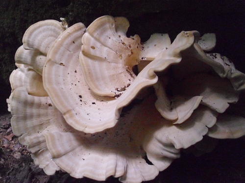 Berkeley's Polypore
