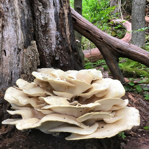 Berkeley's Polypore