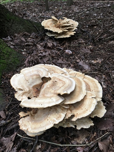 Berkeley's Polypore