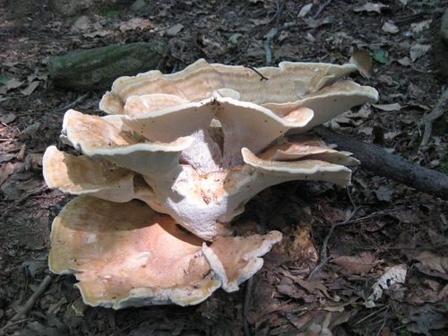 Berkeley's Polypore
