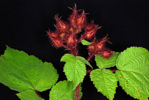 wineberry