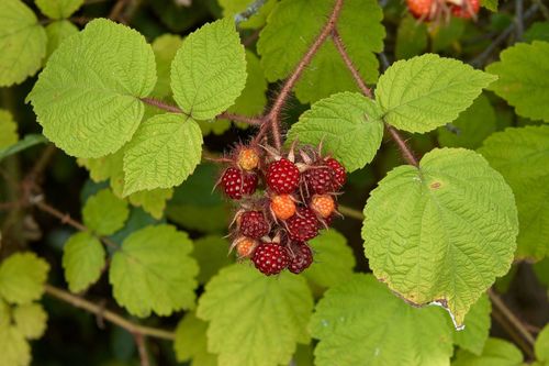 wineberry