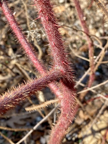 wineberry