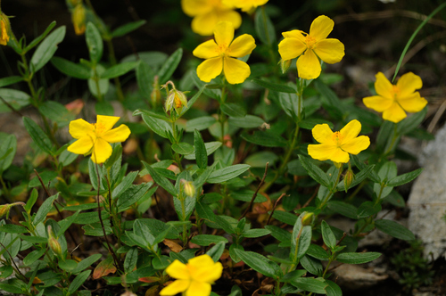 Common Rock-rose