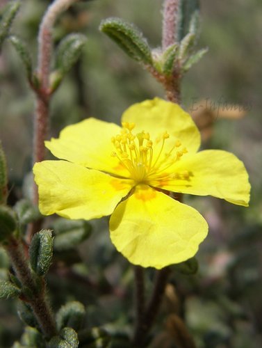 Common Rock-rose
