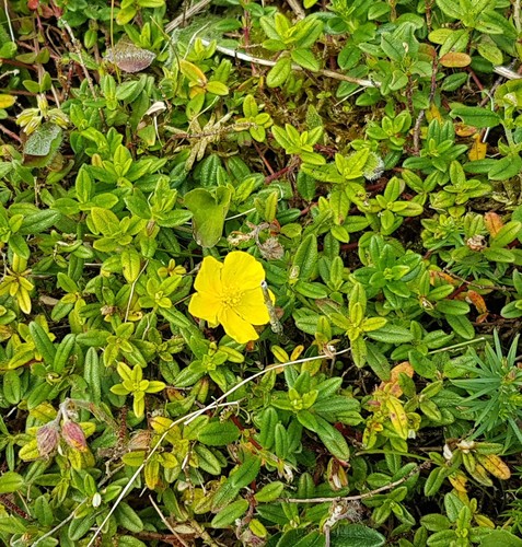 Common Rock-rose