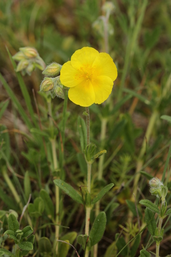 Common Rock-rose