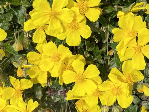 Common Rock-rose