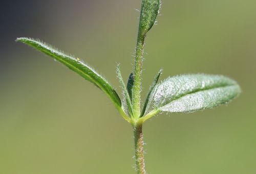 Common Rock-rose